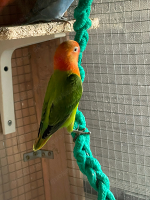 Junge Pfirsichköpfchen Bild 6