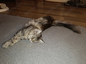 Maine Coon Katze sucht ein neues zuhause 