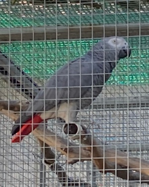 Nehme Vögel auf biete Endplatz 