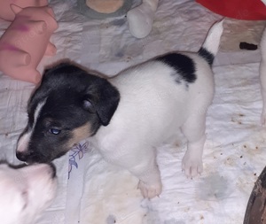 Parson Jack Russell Welpen 