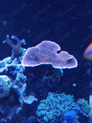 Montipora Rot 