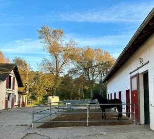 Reitbeteiligungen gesucht für mehrere Islandpferde auf Reiterhof in Hanhofen (bei Speyer) Bild 2