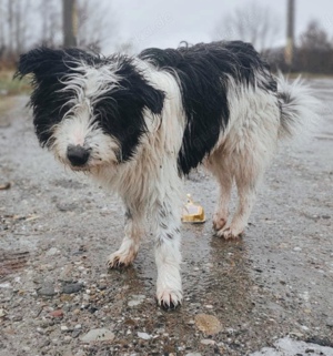 Gismo braucht ein richtiges Zuhause für immer Bild 6