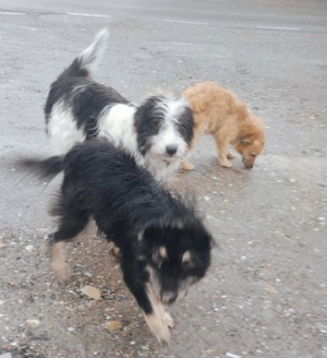 Gismo braucht ein richtiges Zuhause für immer Bild 7