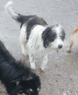 Gismo braucht ein richtiges Zuhause für immer Bild 5