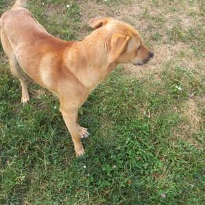 Emilio - wer hat ein Körbchen frei? Bild 4