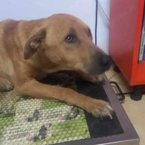 Emilio - wer hat ein Körbchen frei? Bild 5