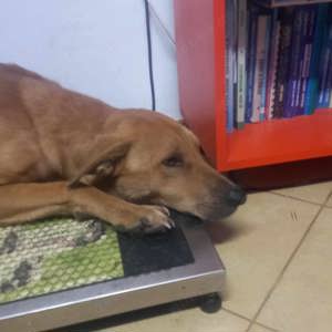 Emilio - wer hat ein Körbchen frei? Bild 6