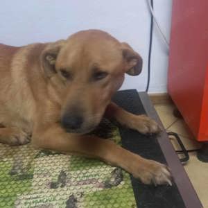 Emilio - wer hat ein Körbchen frei? Bild 2