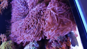 Goniopora Lila   Meerwasser Korallen LPS