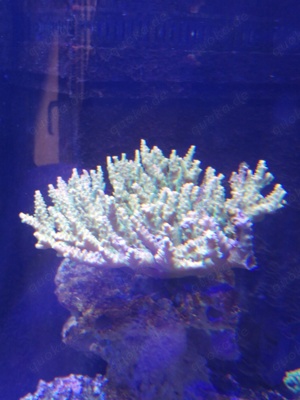 Acropora Stock 18x16cm