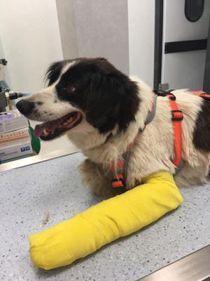 ein Herz auf drei Beinen sucht ein zu Hause 