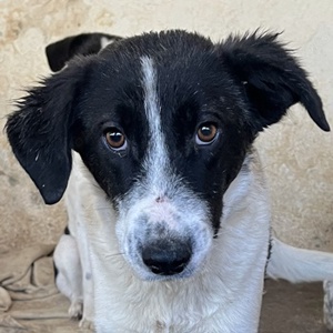 Niara, geb. ca. 03 2024, lebt in GRIECHENLAND, auf einer privaten Pflegestelle