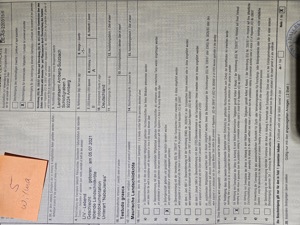 testudo graeca nabeulensis tunesische landschildkröten weibchen Bild 6 testudo graeca nabeulensis tunesische landschildkröten weibchen Bild 6