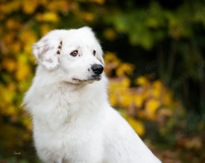 Buddy sucht ein hundeerfahrenes Zuhause