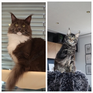 Maine Coon Kitten, TOP, majestätische Verpaarung Bild 10