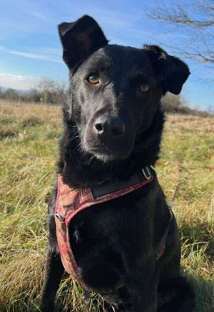 LUNA -auf der Suche nach Geborgenheit! Wer hat ein Körbchen frei? Bild 8