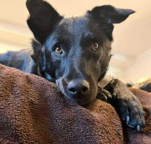 LUNA -auf der Suche nach Geborgenheit! Wer hat ein Körbchen frei? Bild 9