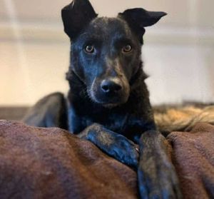 LUNA -auf der Suche nach Geborgenheit! Wer hat ein Körbchen frei? Bild 10