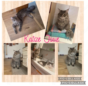 Main Coon - Katzen & Kater