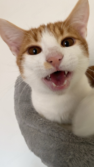 Süßer Kater sucht zuhause 