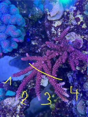 Acropora PC Rainbow meerwasser koralle 