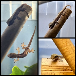 0.2 Lepidodactylus lugubris Jungferngecko