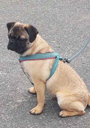Retro Mops 