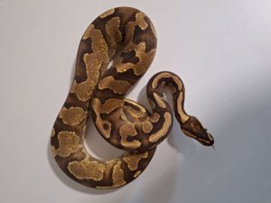 OD Yb Enchi pos Gene X dh Pied Ultramel 1.0 Bild 3