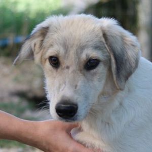 Wax, geb. ca. 04 2022, lebt in GRIECHENLAND, im städt. Tierheim Serres