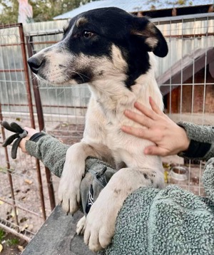 Sanfter, verschmuster Rüde Jaron Bild 6