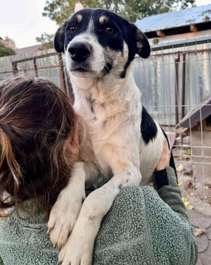 Sanfter, verschmuster Rüde Jaron Bild 8