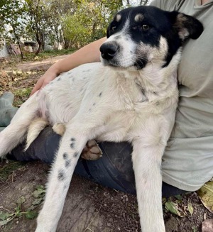 Sanfter, verschmuster Rüde Jaron Bild 10