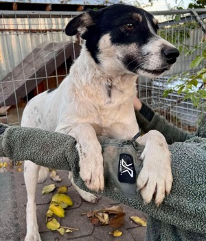 Sanfter, verschmuster Rüde Jaron Bild 7