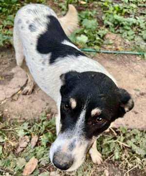 Sanfter, verschmuster Rüde Jaron Bild 3