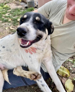 Sanfter, verschmuster Rüde Jaron Bild 5