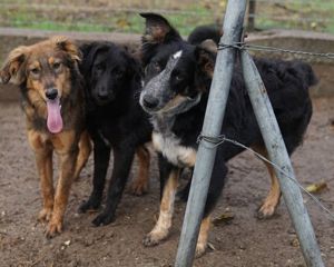  Talom, geb. ca. 03 2022, lebt in GRIECHENLAND, auf einer privaten Pflegestelle Bild 5