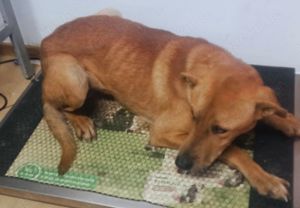 Emilio - wer hat ein Körbchen frei? Bild 7