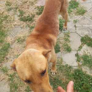 Emilio - wer hat ein Körbchen frei? Bild 8