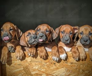 Rhodesian Ridgeback Welpen