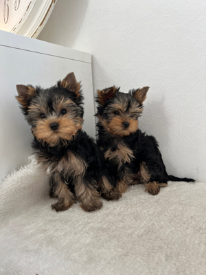 yorkshire terrier welpe 