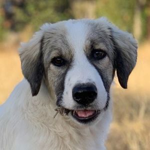 Sakura, geb. ca.05 2022, lebt in GRIECHENLAND, auf einer privaten Pflegestelle