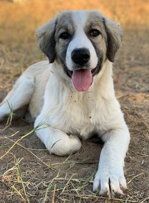 Sakura, geb. ca.05 2022, lebt in GRIECHENLAND, auf einer privaten Pflegestelle Bild 9