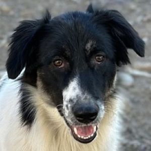 Lady, geb. ca. 12 2023, lebt in GRIECHENLAND, auf einem Gelände