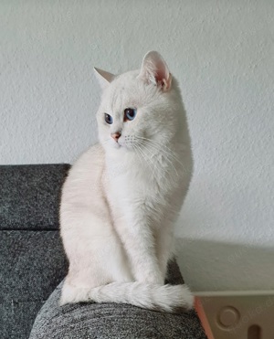 BKH Deckkater mit Stammbaum 