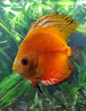 Diskus Fisch "Marlboro RED 