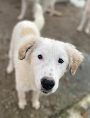 Skippy, geb. ca. 05 2022, lebt in GRIECHENLAND, im städt. Tierheim Serres  Bild 2