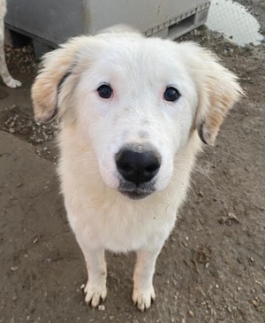 Skippy, geb. ca. 05 2022, lebt in GRIECHENLAND, im städt. Tierheim Serres  Bild 8