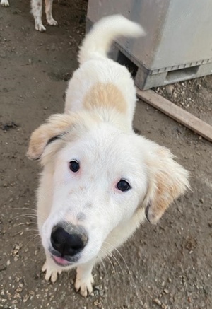 Skippy, geb. ca. 05 2022, lebt in GRIECHENLAND, im städt. Tierheim Serres  Bild 9