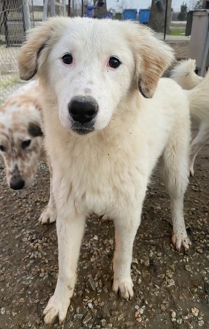 Skippy, geb. ca. 05 2022, lebt in GRIECHENLAND, im städt. Tierheim Serres  Bild 7